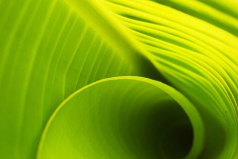 Il nuovo trend si chiama GREENERY. Colore del 2017