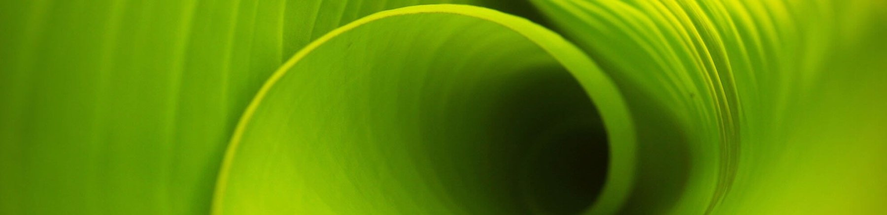 Il nuovo trend si chiama GREENERY. Colore del 2017